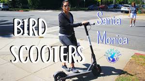bird scooters